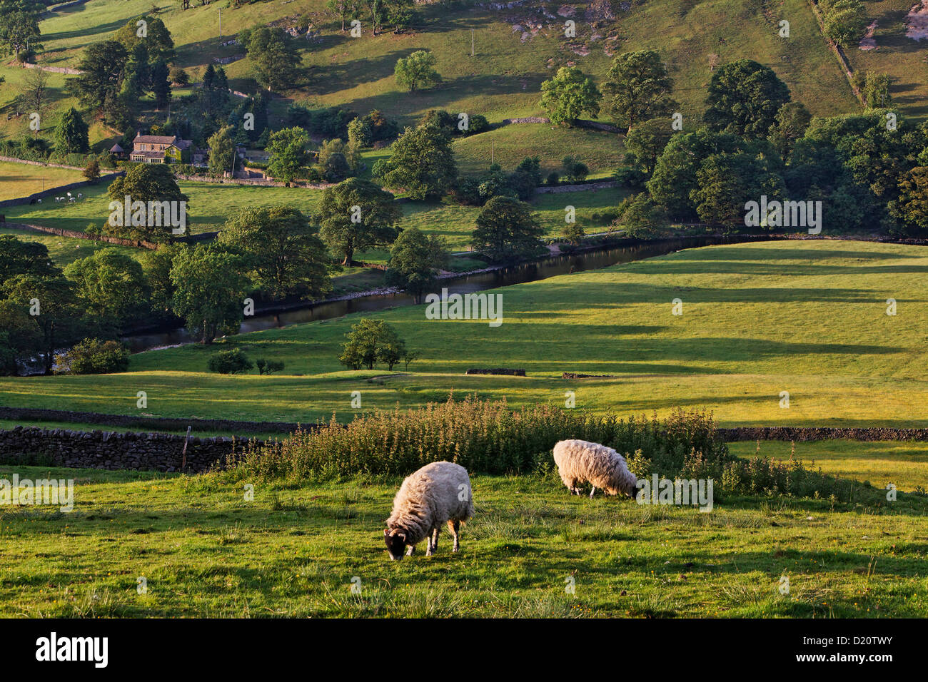 Pecore fuori a feed, Hartlington, Yorkshire Dales National Park, Yorkshire Dales, nello Yorkshire, Inghilterra, Gran Bretagna, Europa Foto Stock