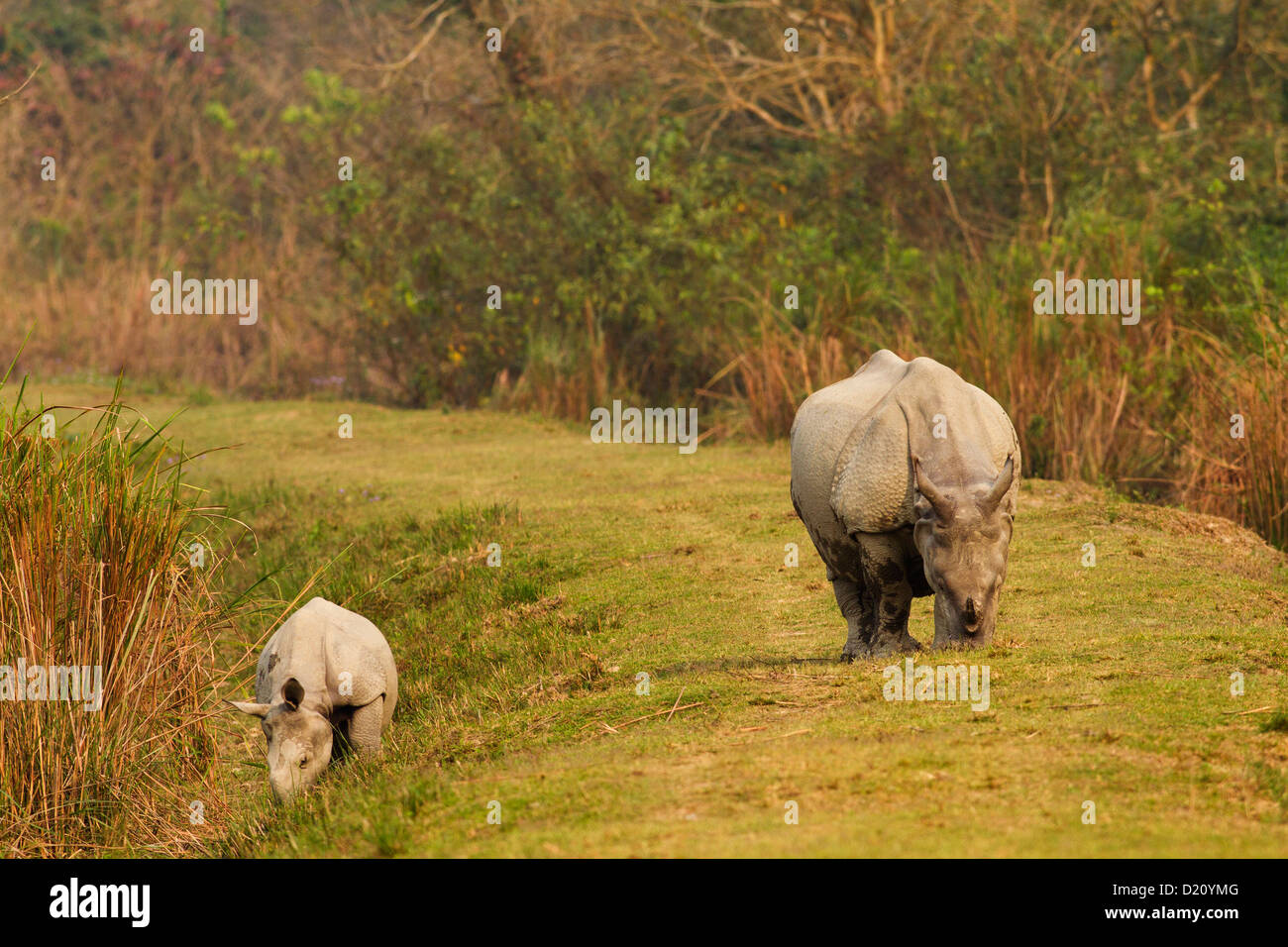 Un corno di rinoceronte di alimentazione Foto Stock