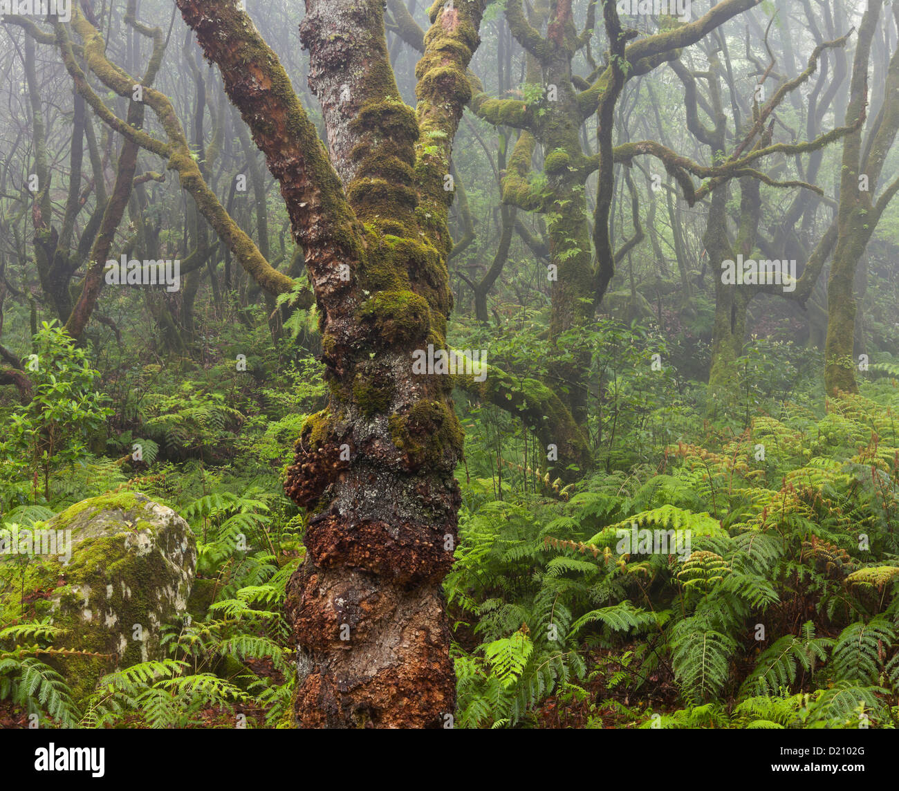 Forest durante la pioggia, Caldeirao Verde, Queimadas Forest Park, Madeira, Portogallo Foto Stock