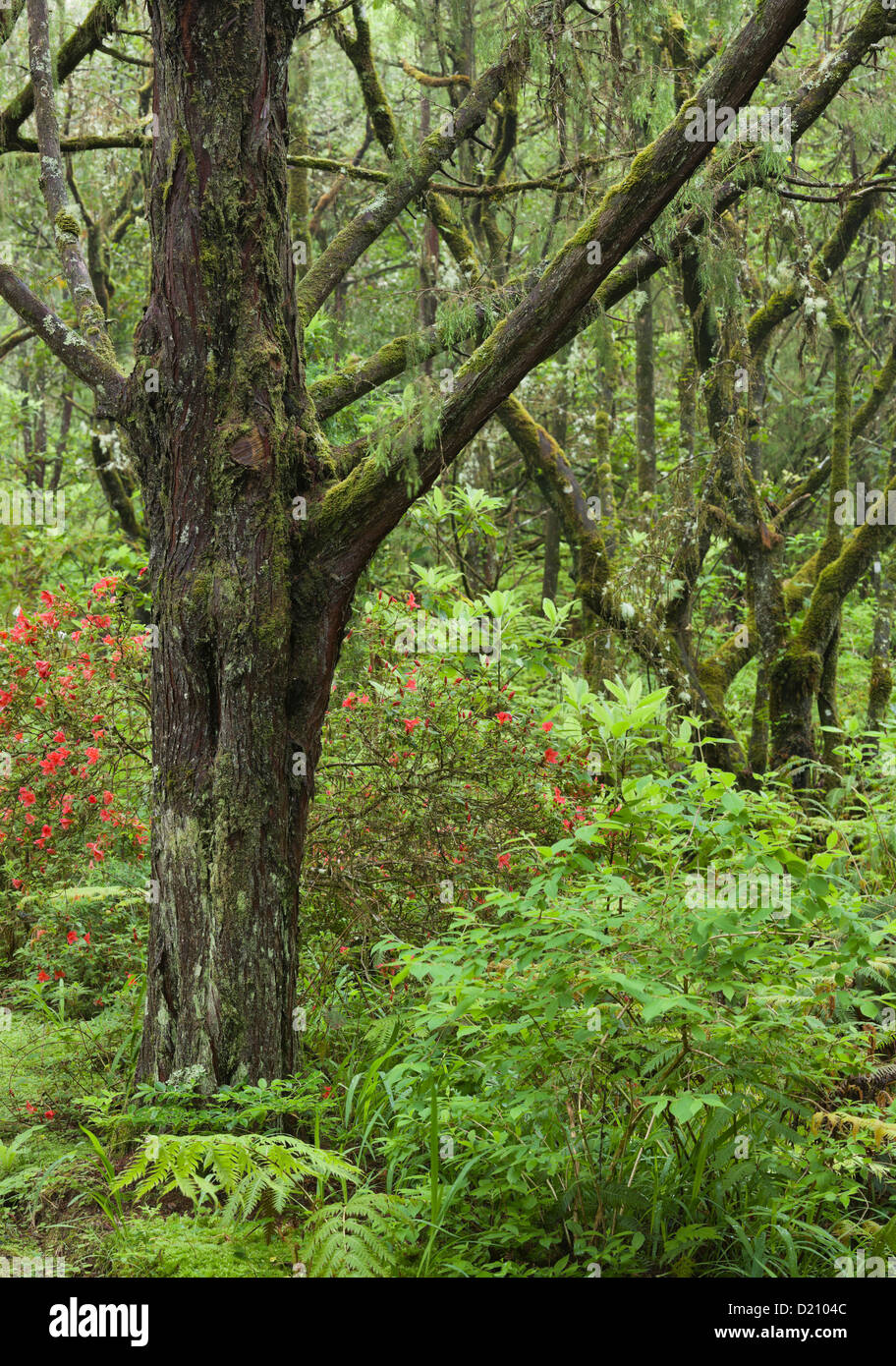 Tronchi di alberi nella foresta, Caldeirao Verde, Queimadas Forest Park, Madeira, Portogallo Foto Stock