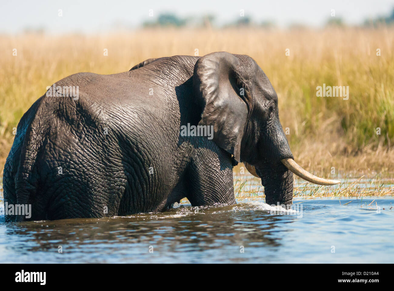 Bush africano Elefante africano (Loxodonta africana) Varcando il fiume Foto Stock