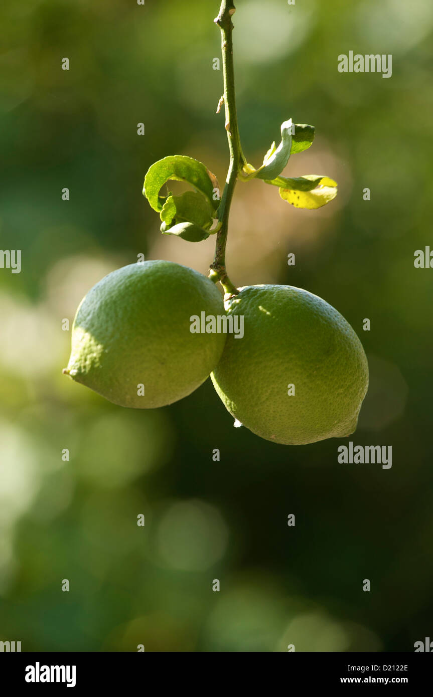 Due limoni verde appeso a un albero di limone, Algarve, Portogallo, Europa Foto Stock