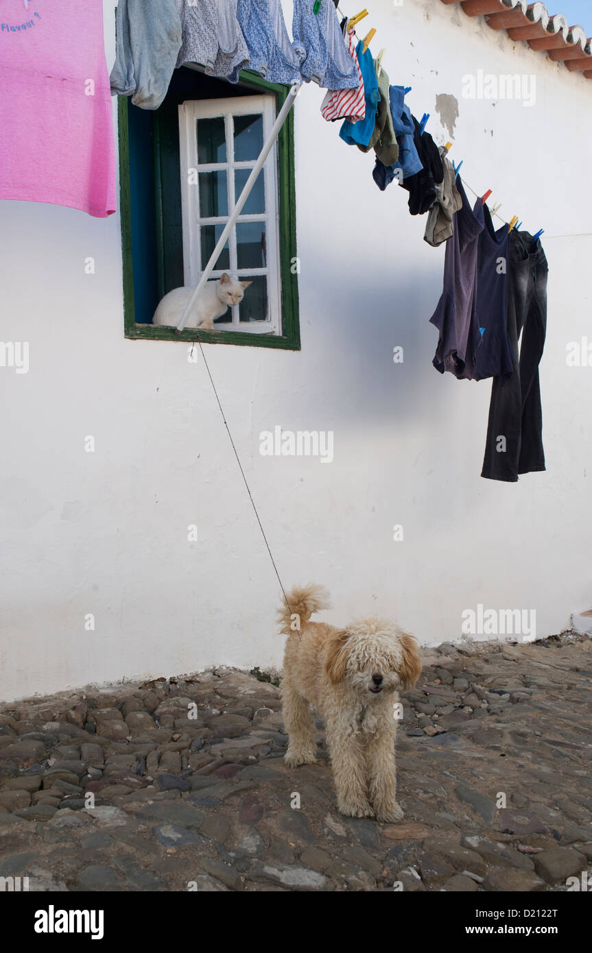 Gatto in una finestra e cane sulla strada con i vestiti appesi su una linea di Mertola, Alentejo, a nord di Algarve, Portogallo, Europa Foto Stock