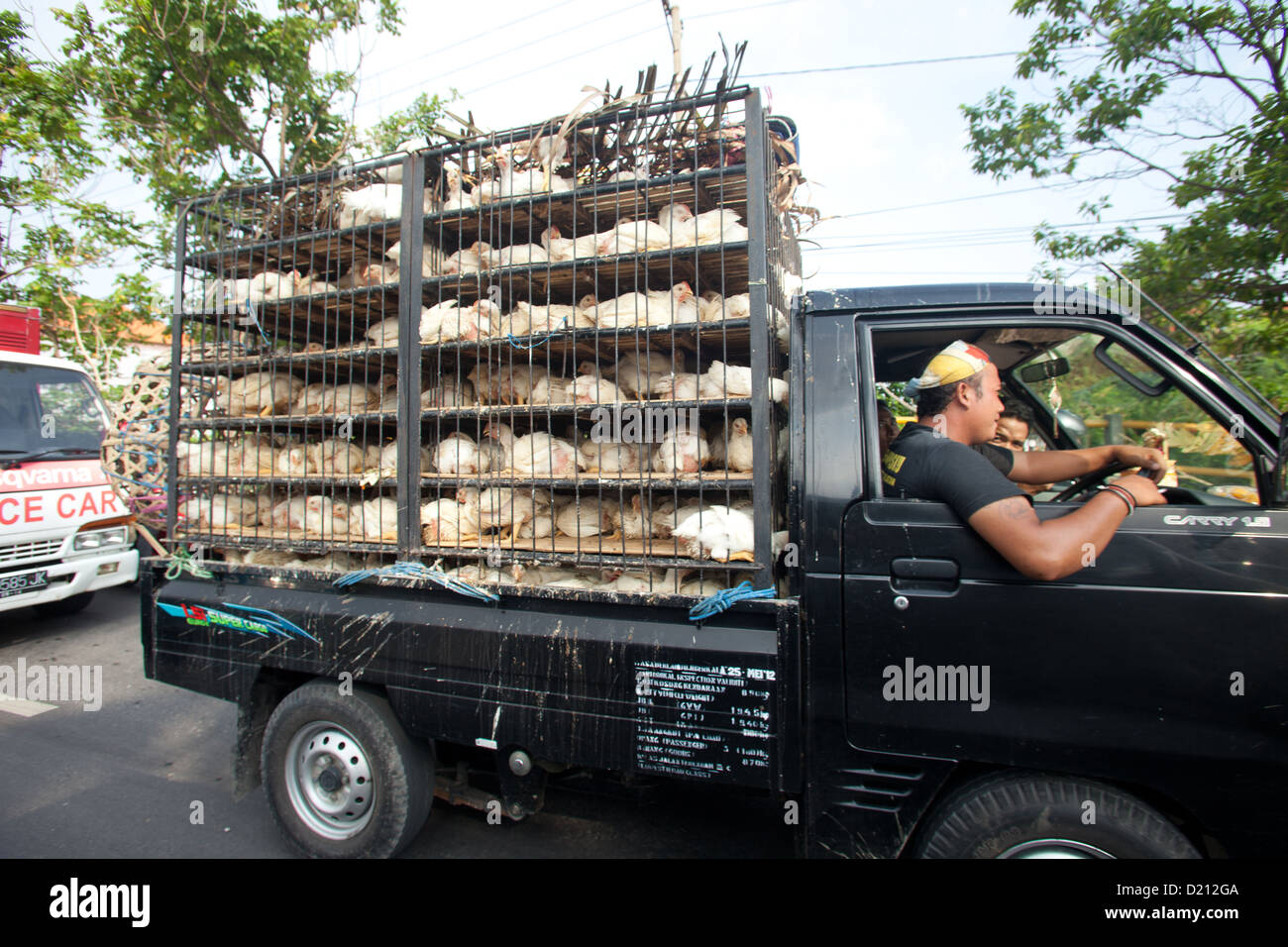 BALI - gennaio 29. Trasporto di pollo dal raccoglitore su gennaio 29, 2012 a Bali, Indonesia. Foto Stock