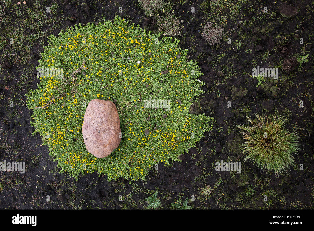 Altitudine elevata vegetazione a Lauca National Park, vicino a Arica, Tarapaca, Cile, Sud America Foto Stock