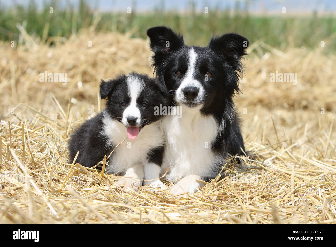 Cane Border Collie adulto e cucciolo bianco e nero che giace nella paglia Foto Stock