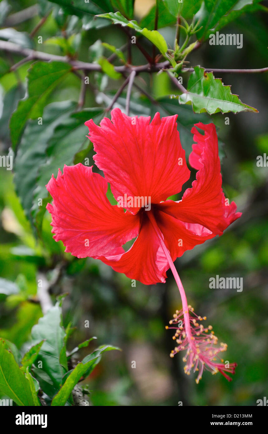 Bella flora, fiore di ibisco rosso nel giardino Foto Stock