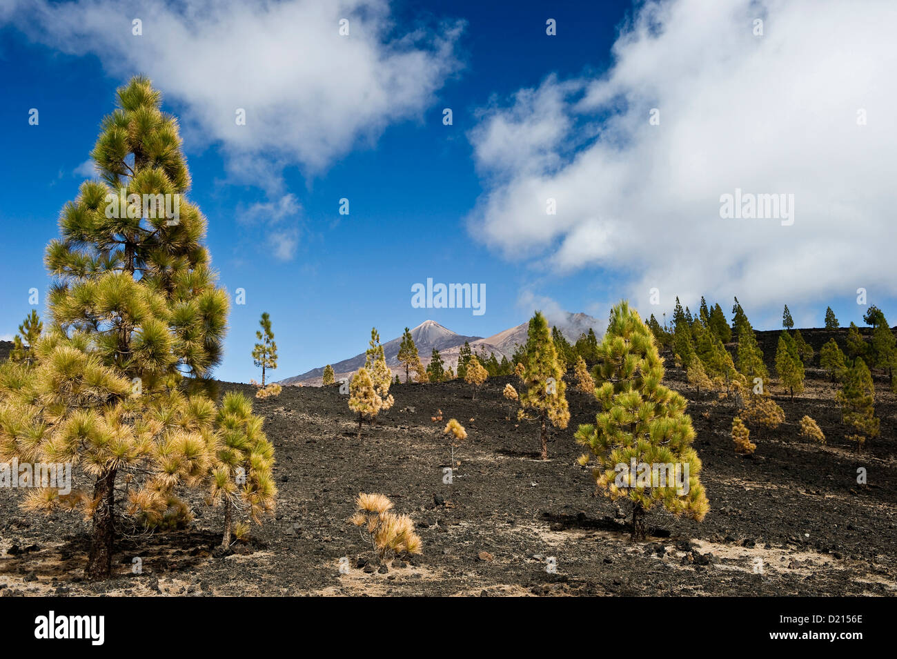 Mirador de Chio, Teide Nationalpark, Tenerife, Isole Canarie, Spagna, Europa Foto Stock