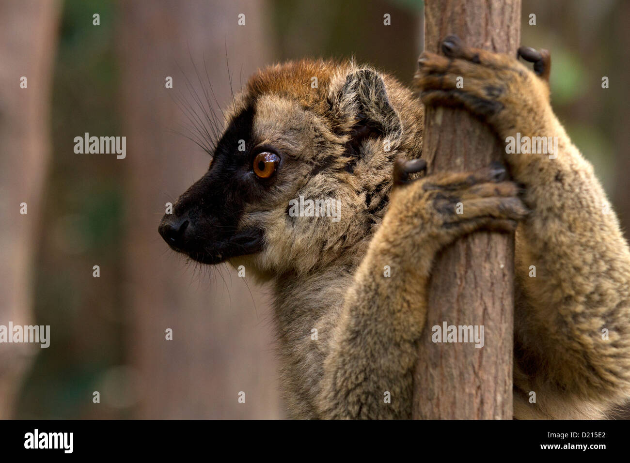 Comune lemure marrone, il Eulemur fulvus, aggrappandosi alla struttura ad albero Foto Stock