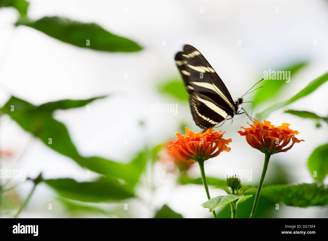 Farfalla su un fiore, casa delle farfalle, Isola di Mainau, Lago di Costanza, Baden-Wuerttemberg, Germania, Europa Foto Stock