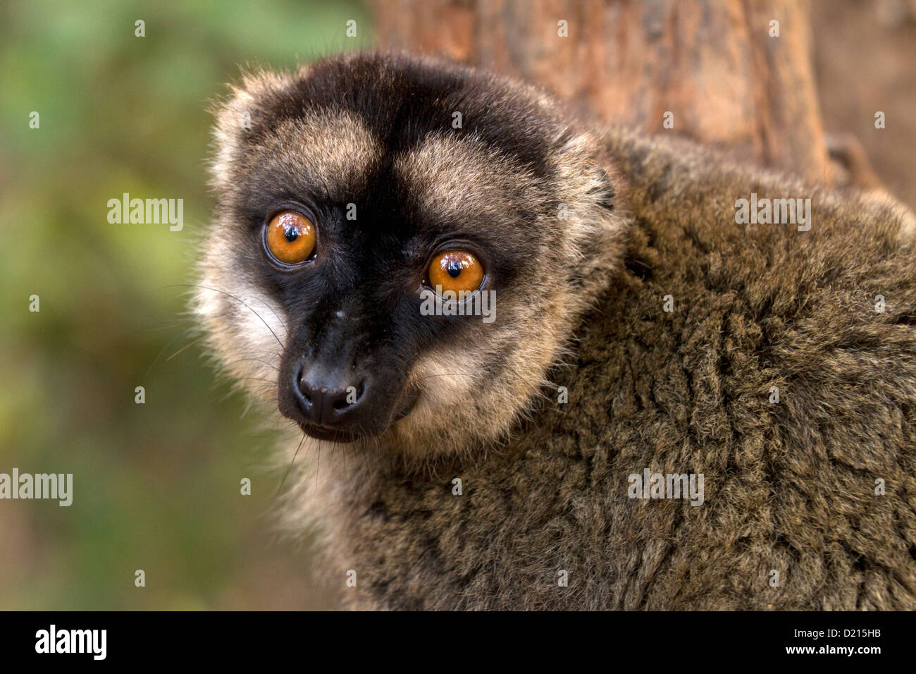 Comune lemure marrone, il Eulemur fulvus, orologi Foto Stock