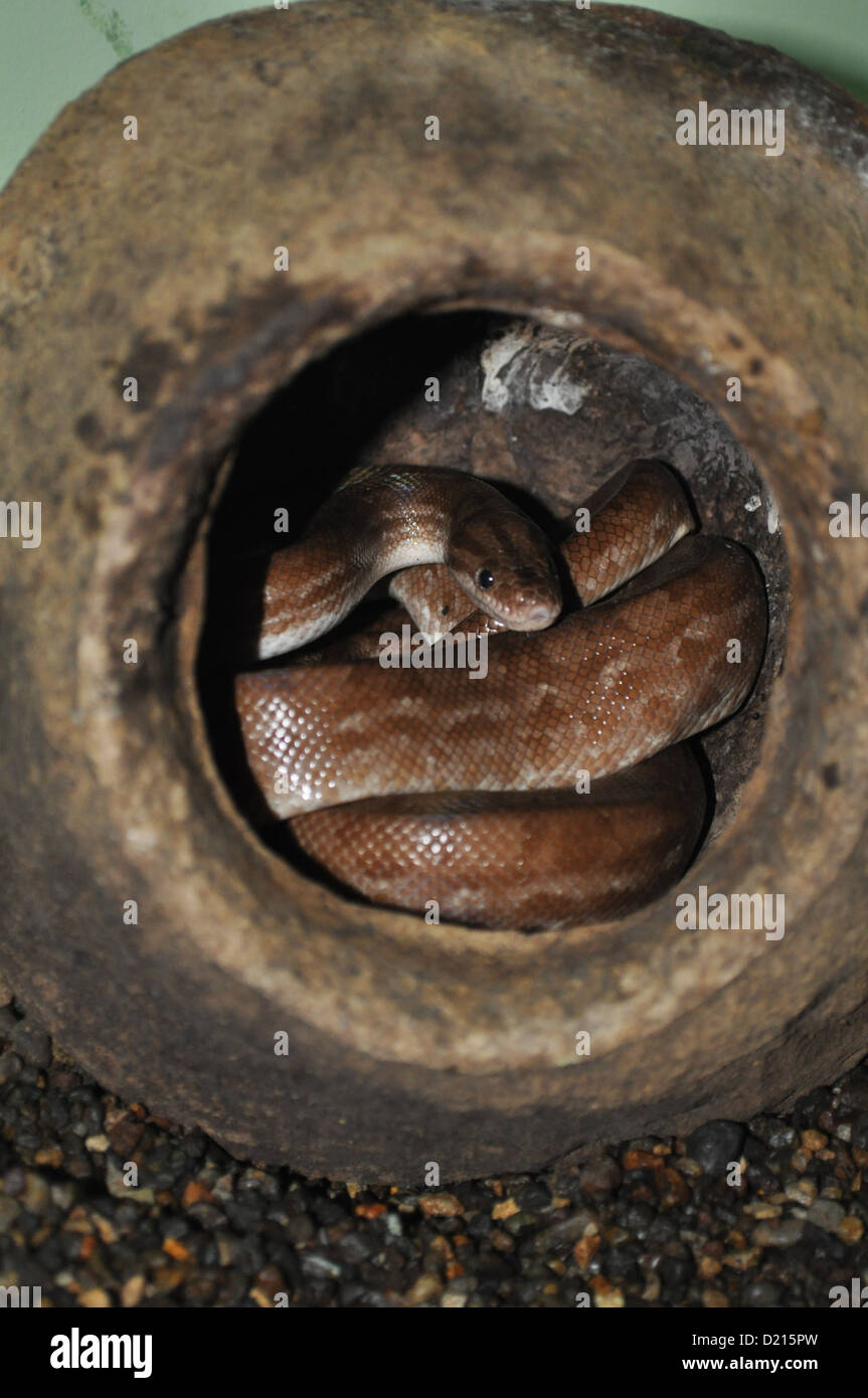 Sarapiquí (Costa Rica): snake presso il Serpentarium dalla Selva Verde Lodge Foto Stock