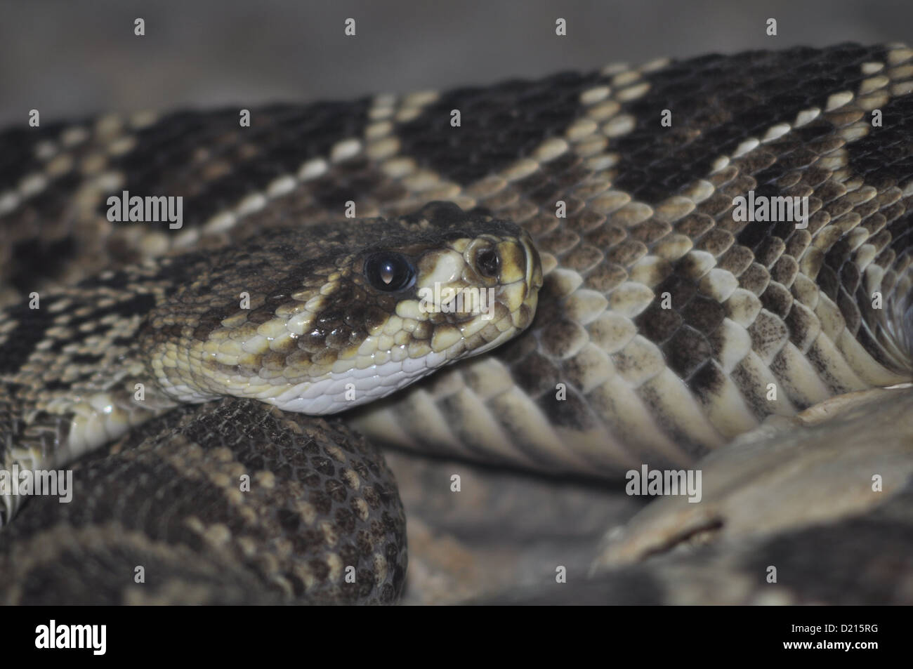 Sarapiquí (Costa Rica): snake presso il Serpentarium dalla Selva Verde Lodge Foto Stock