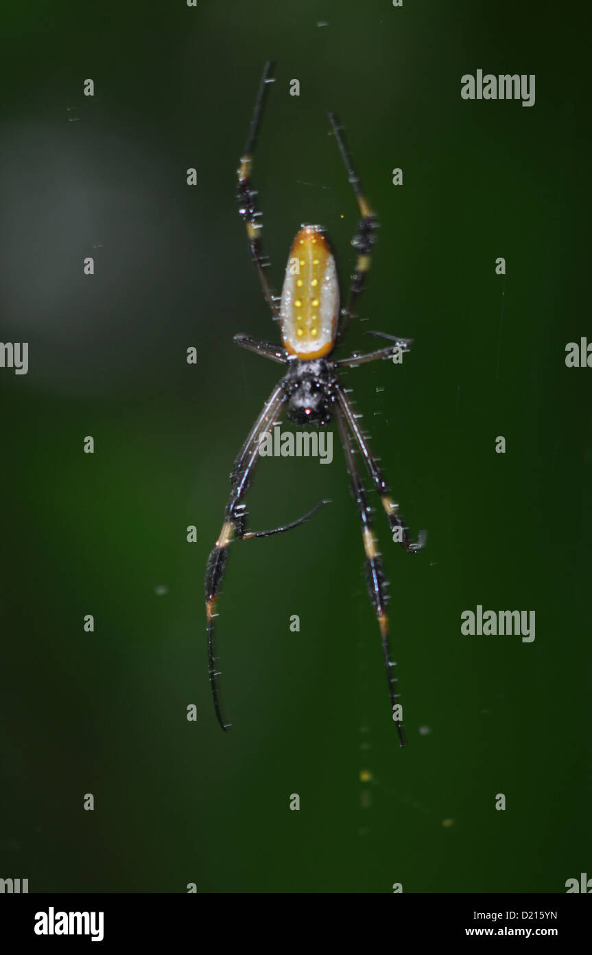 Sarapiquí (Costa Rica): spider a Selva Verde Lodge Foto Stock