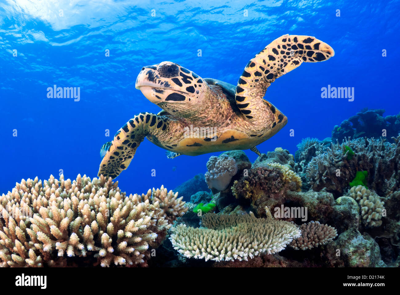 Hawksbill Sea Turtle Eretmochelys imbricata nuoto su una scogliera di corallo, della Grande Barriera Corallina, Coral Sea, Queensland, Australia Foto Stock