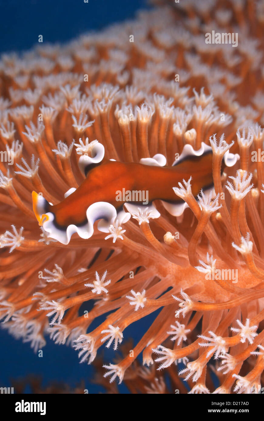 Flatworm Pseudoceros spec su frittata coriacea Soft Coral Sacrophyton sp. Grande barriera corallina del Pacifico del Sud Australia Queensland Foto Stock