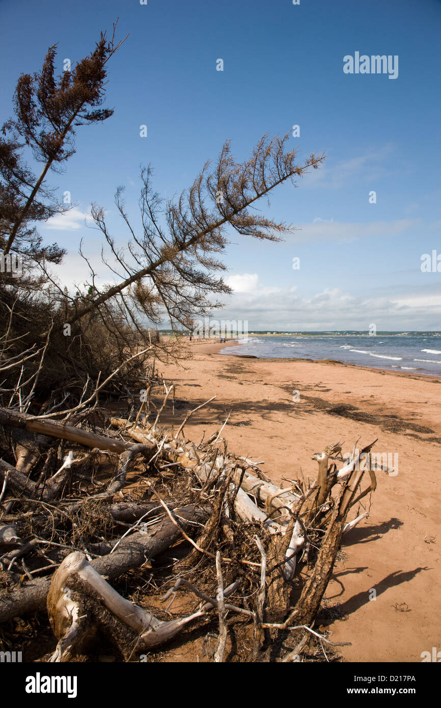 La spiaggia di Isola di Robinson sull'estremo ovest della Prince Edward Island National Park Foto Stock