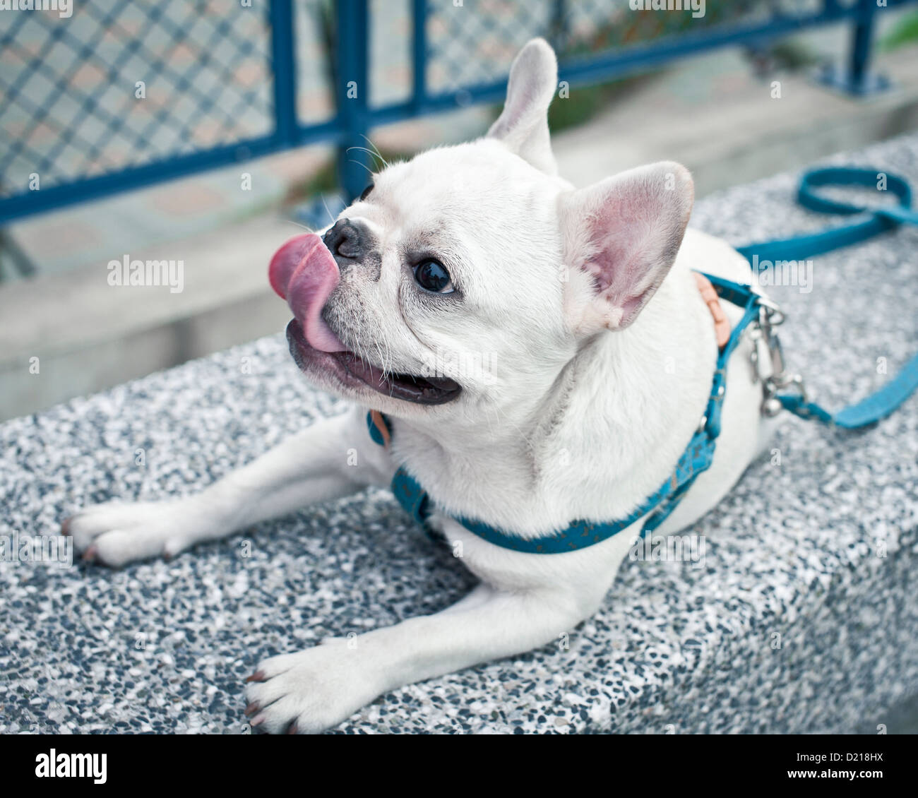 Pug cane in un cavo, Taipei Foto Stock