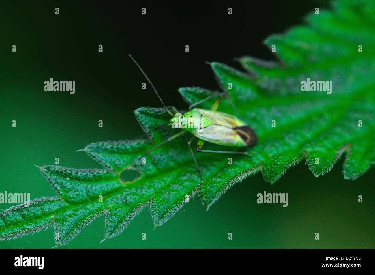 Un mirid bug su una foglia di ortica REGNO UNITO Foto Stock