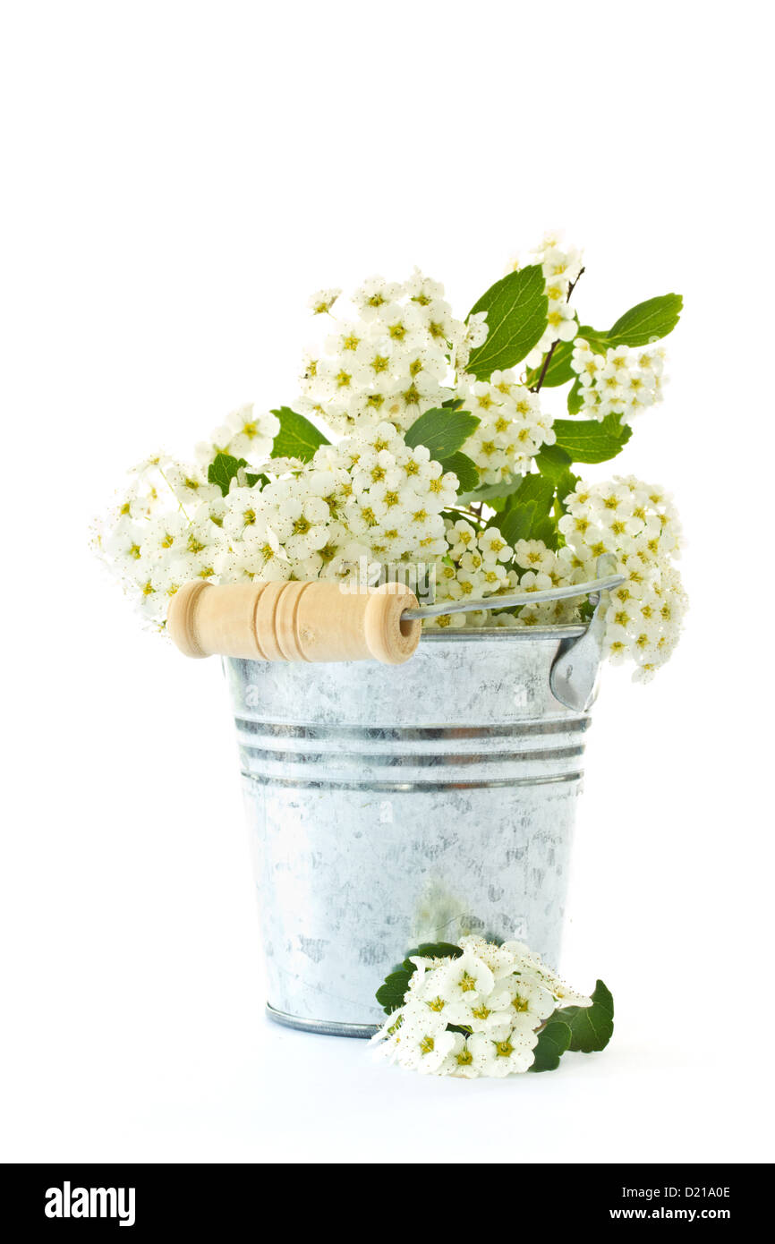 Molti fiori bianchi su sfondo bianco Foto Stock