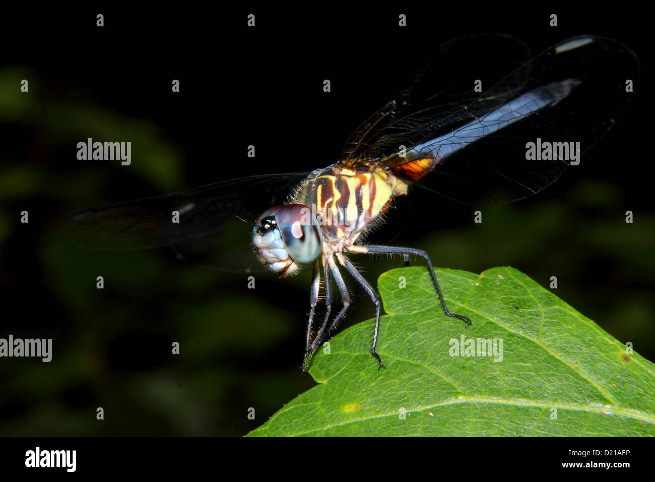 Un bello e colorato Dragonfly posatoi su una foglia. Foto Stock