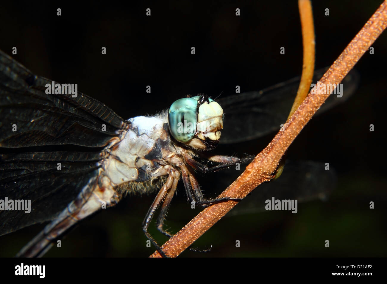 Un bello e colorato Dragonfly posatoi su un bastone. Foto Stock