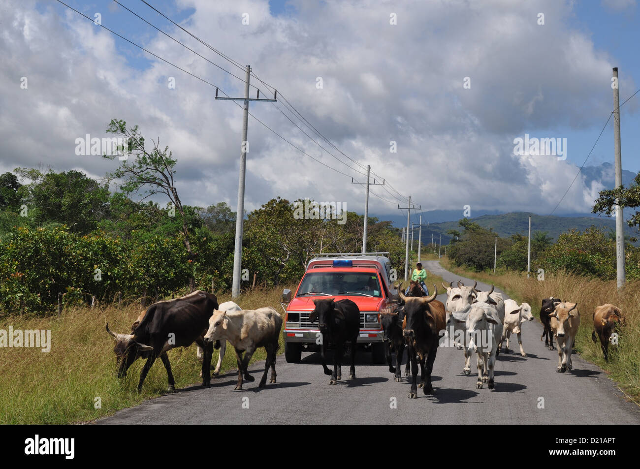 Bocas del Toro (Panama): bovini lungo una strada di campagna Foto Stock