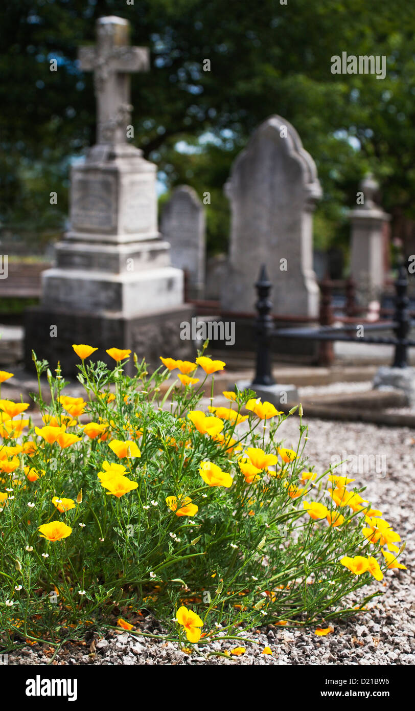 Giallo California poppies crescente selvatici in un cimitero. Christchurch, Canterbury, South Island, in Nuova Zelanda. Foto Stock