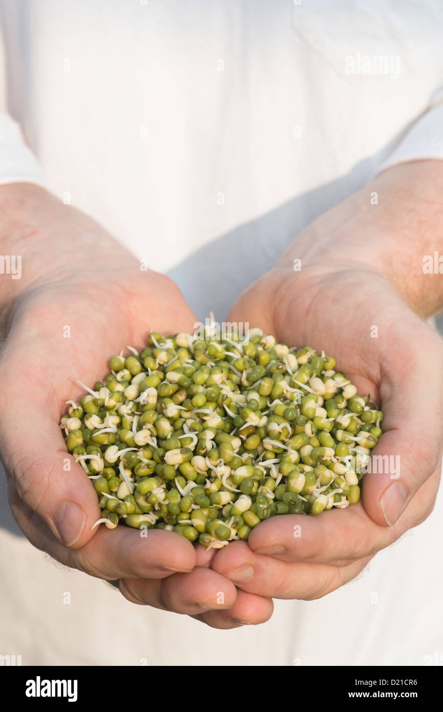 Mani tenendo la germogliazione Mung bean Foto Stock