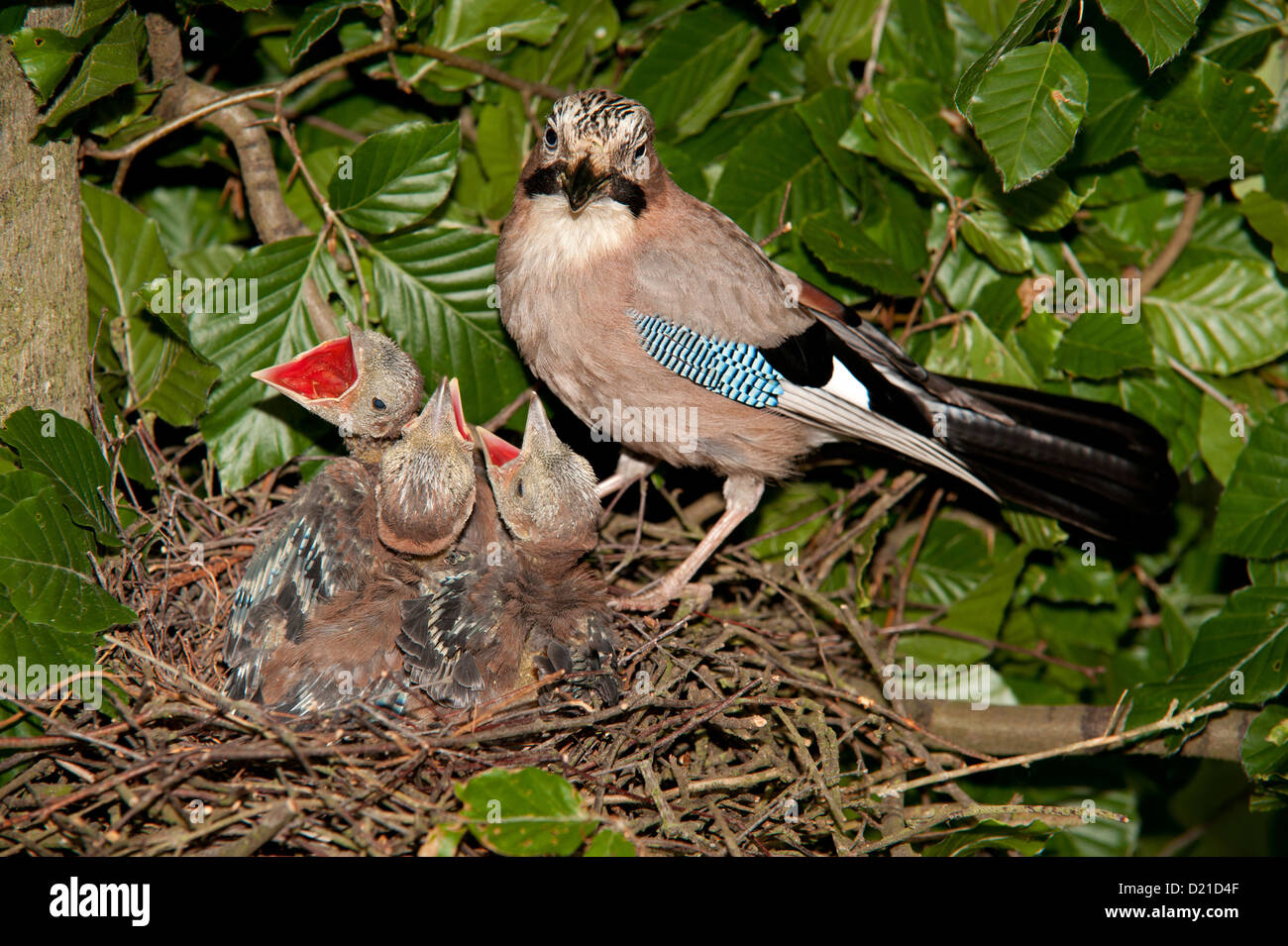 Eichelhaeher (Garrulus glandarius) Jay • Bayern, Deutschland Foto Stock
