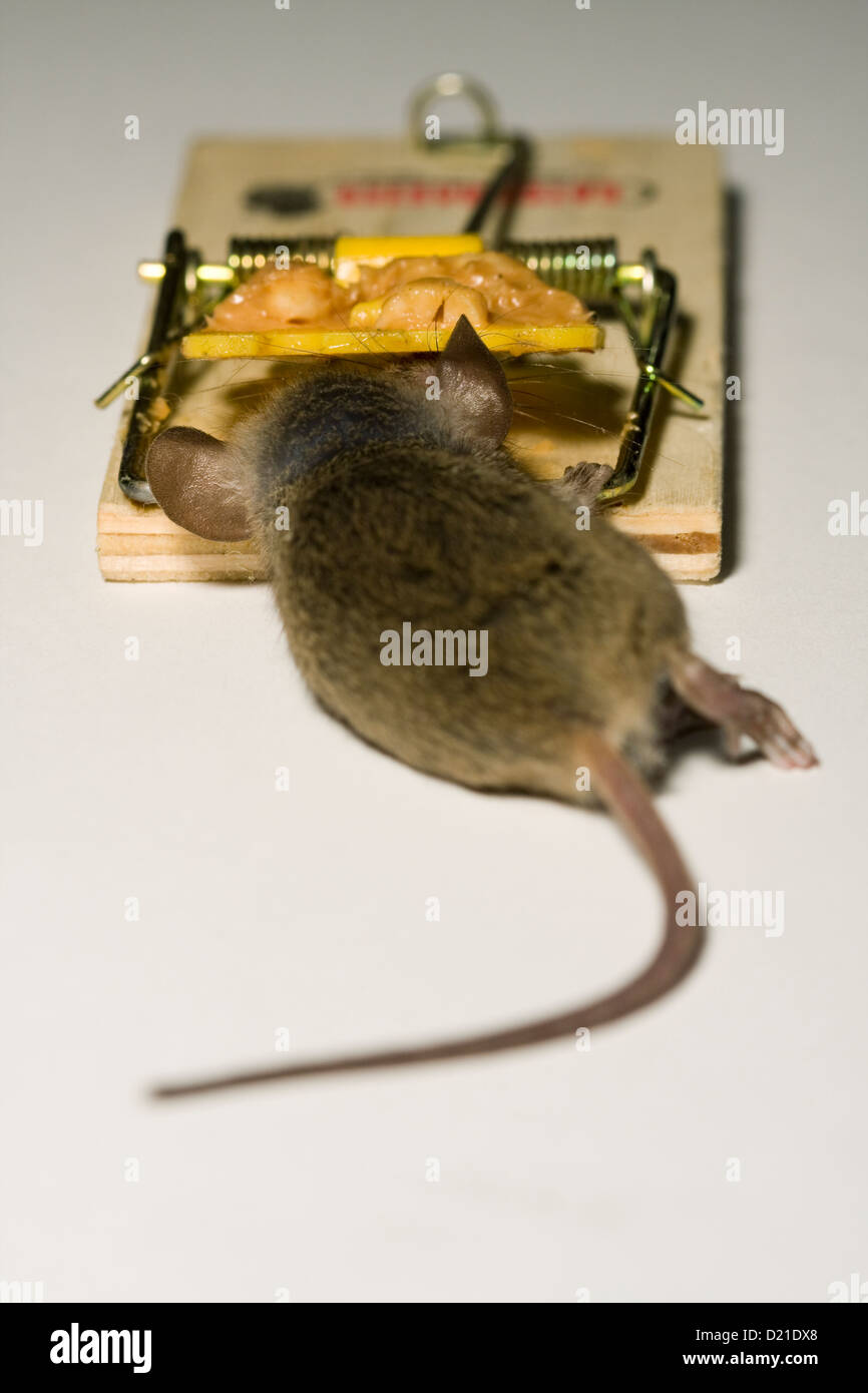 Mouse catturati in un mousetrap innescata con burro di arachidi su sfondo bianco Foto Stock