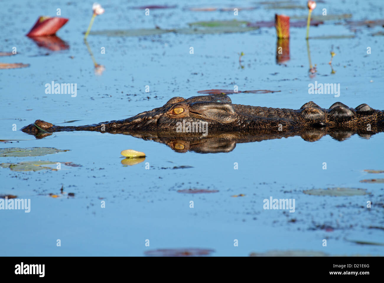 Grande coccodrillo di acqua salata, acqua gialla billabong, Parco Nazionale Kakadu, Territorio del Nord, l'Australia Foto Stock