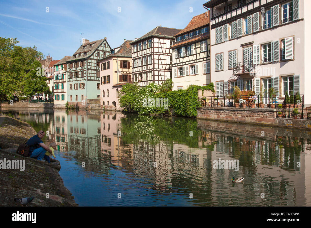 Padre e figlia anatre di alimentazione lungo il canal grande e con metà case con travi di legno nel quartiere La Petite France di Strasburgo, Alsazia, Francia Foto Stock