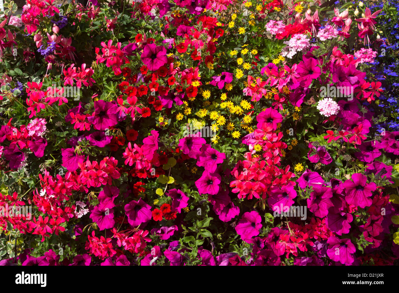 Splendidi fiori, St Peter Port Guernsey, Isole del Canale, Inghilterra, British Crown dipendenze Foto Stock