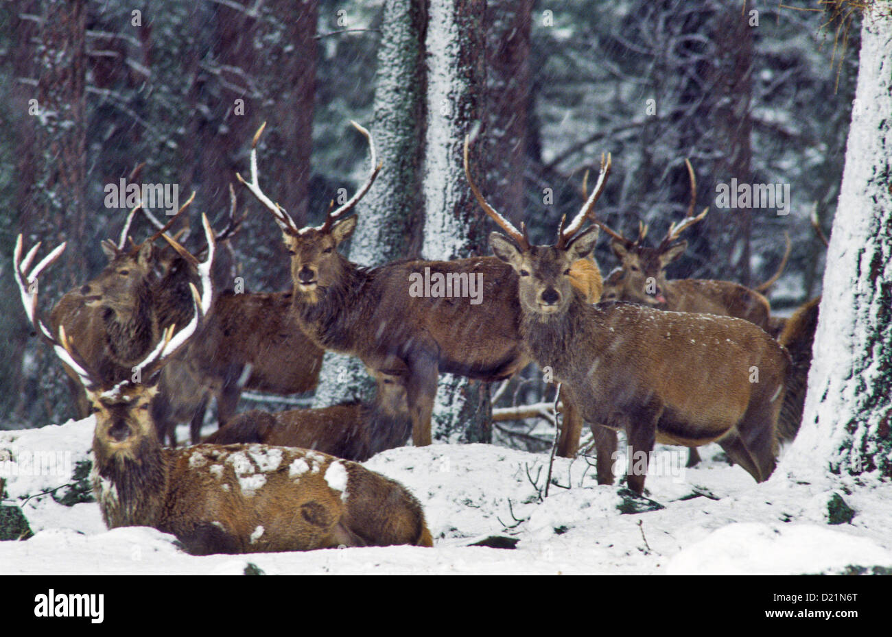 RED DEER [Cervus elaphus] SHELTER IN CALEDONIAN Pini durante una forte tempesta di neve in CAIRNGORM MONTAGNE DELLA SCOZIA Foto Stock