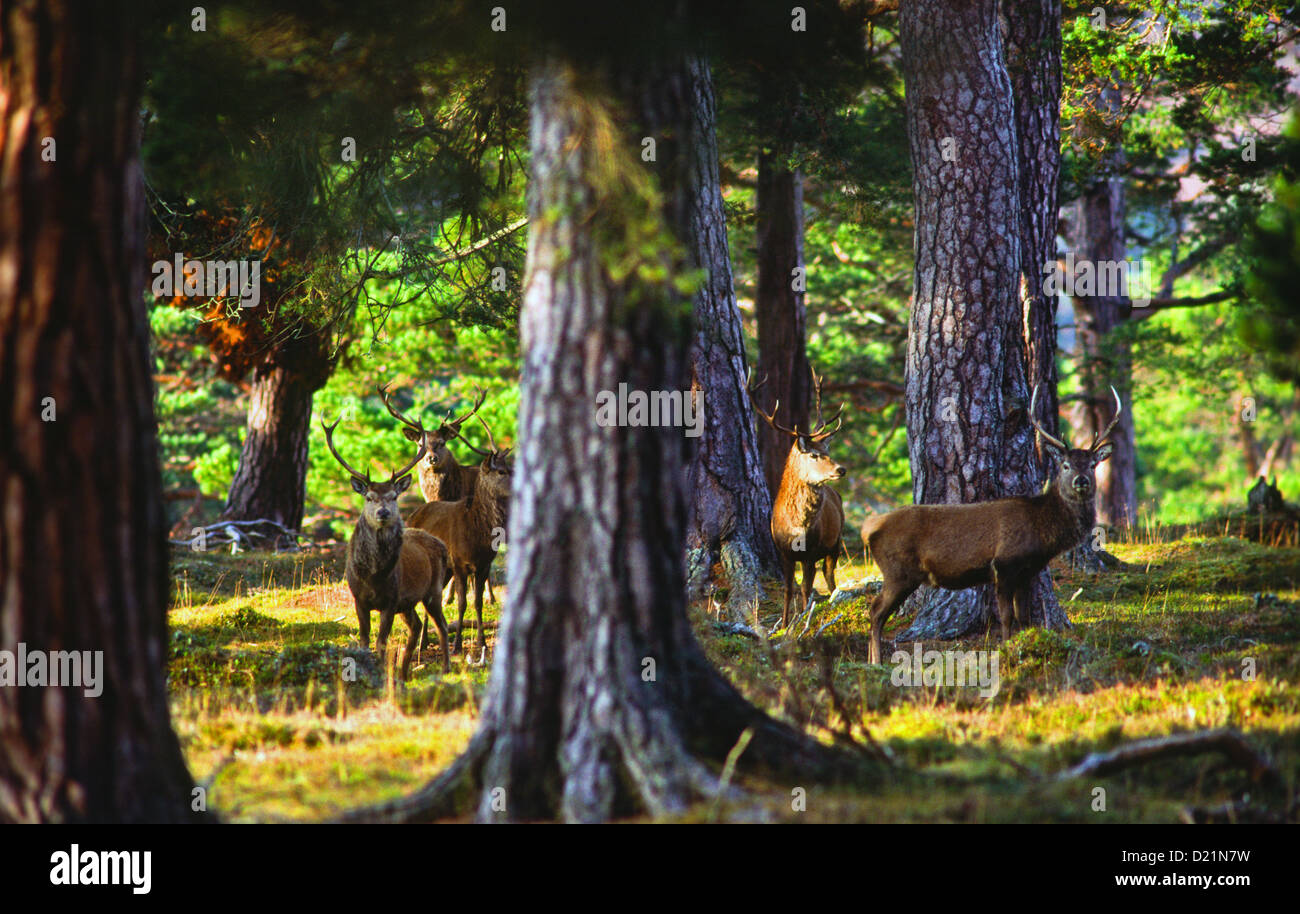 RED DEER [Cervus elaphus] IN CALEDONIAN PINETA IN AUTUNNO CAIRNGORMS Scozia Scotland Foto Stock