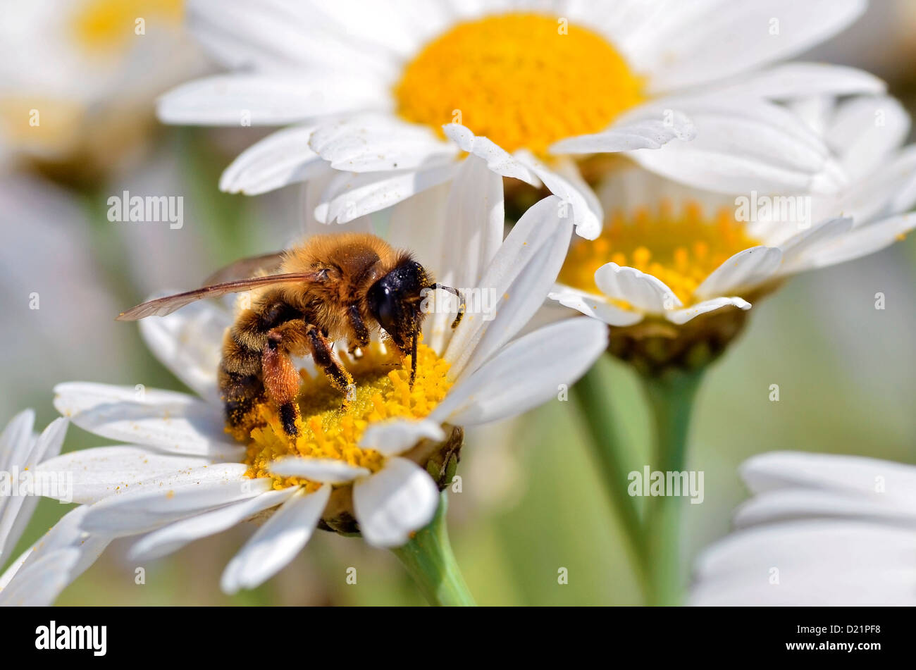 Macro di miele delle api (Apis) alimentazione su Bianco fiore anthemis Foto Stock