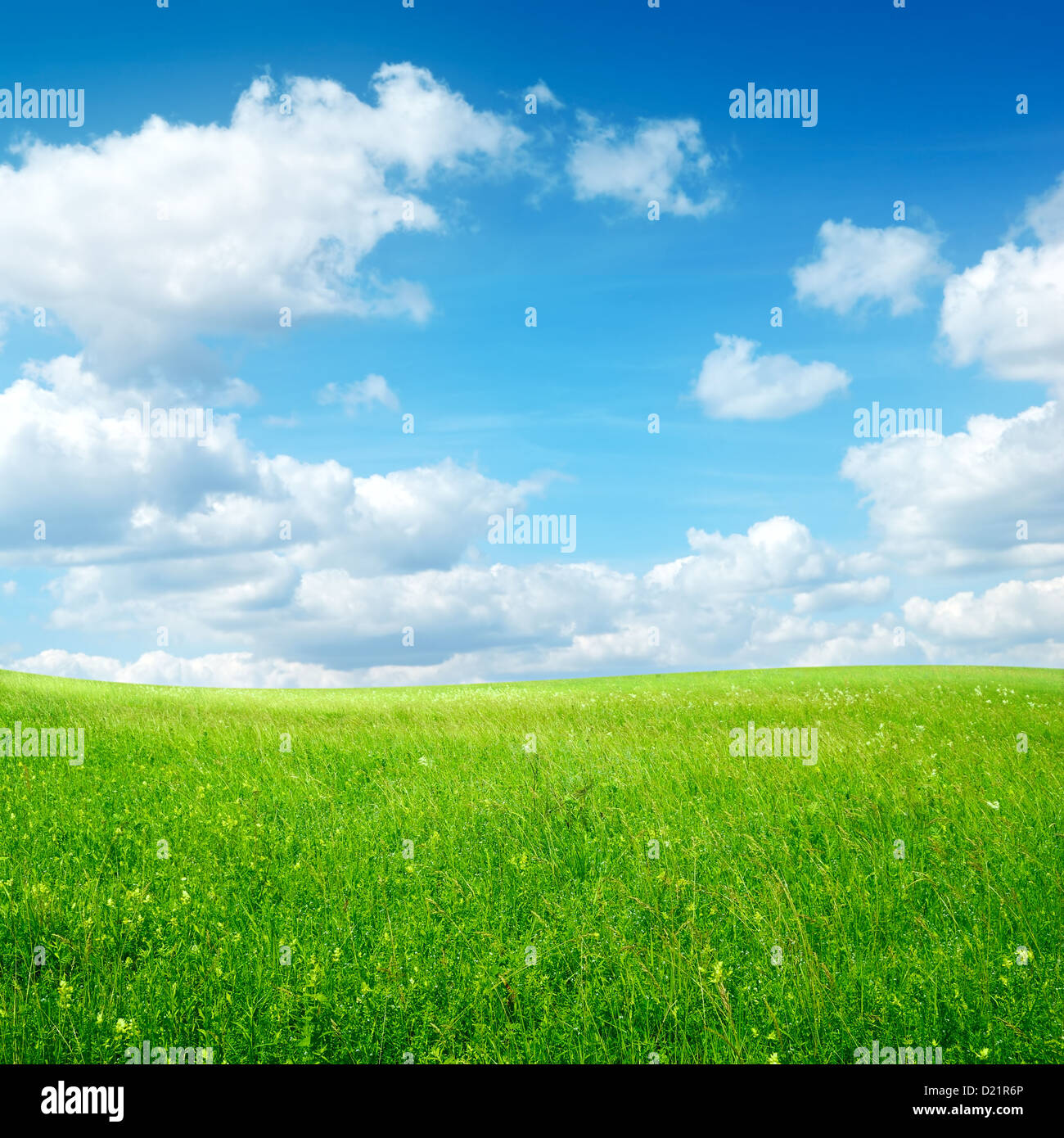 Fiori di campo e cielo blu con nuvole Foto Stock