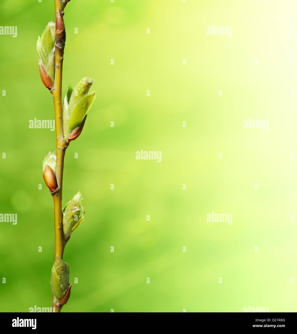 Green nuovi germogli sul ramo in stagione primavera Foto Stock
