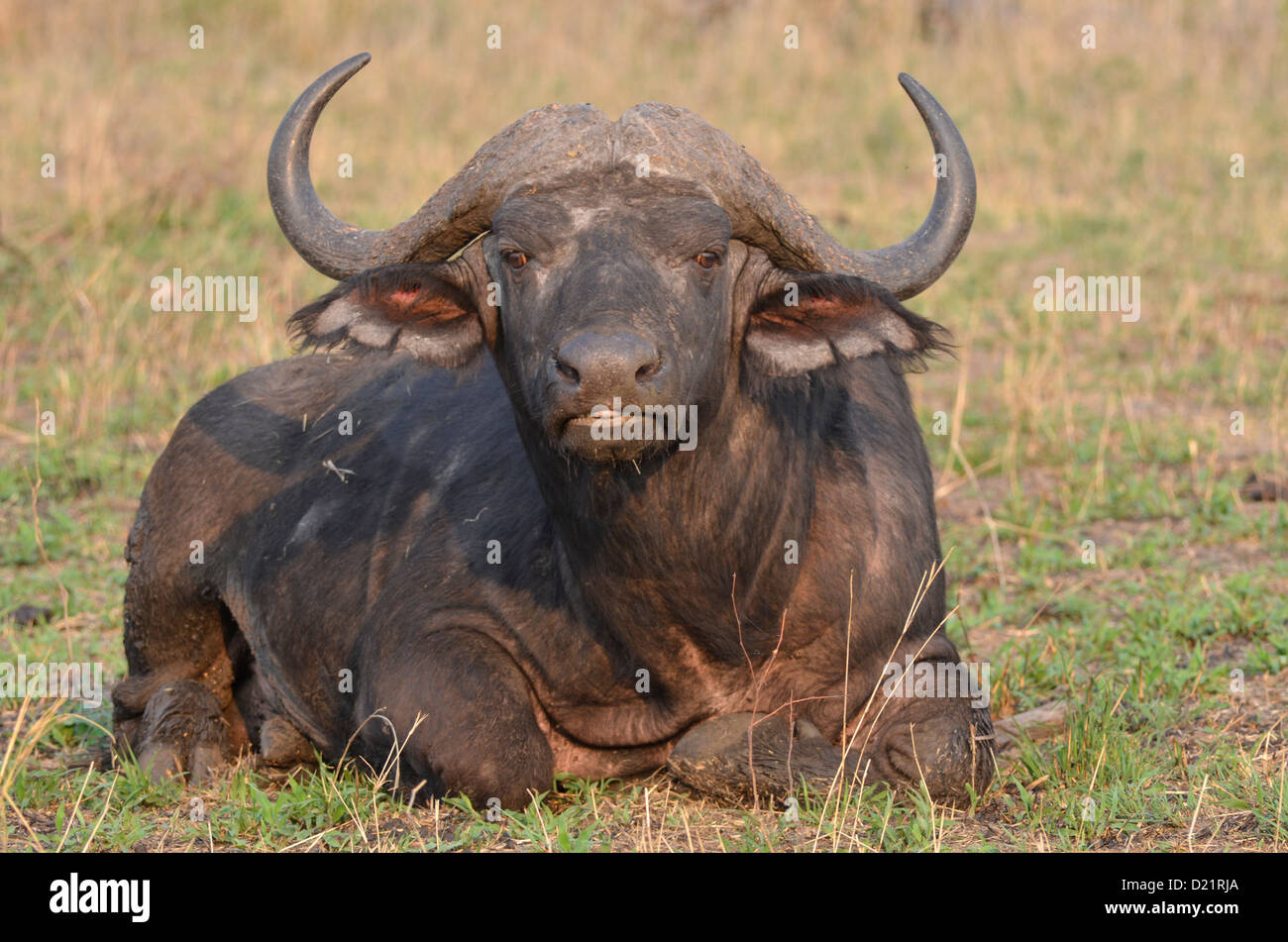 African Buffalo stabiliscono, Fotografia di Chris du Plessis Foto Stock