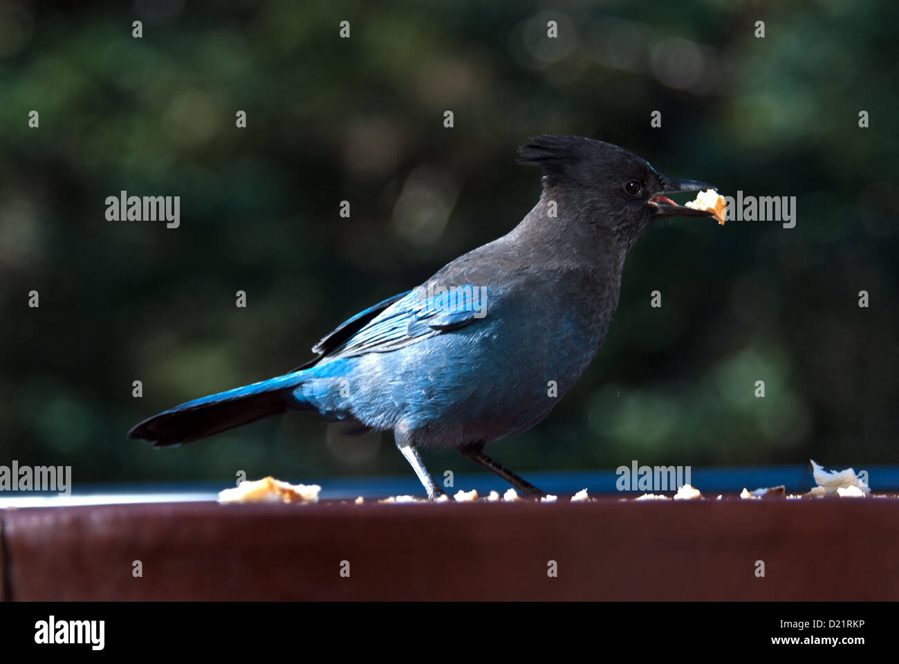 Steller Jay, Cyanocitta stelleri, Alaska Foto Stock