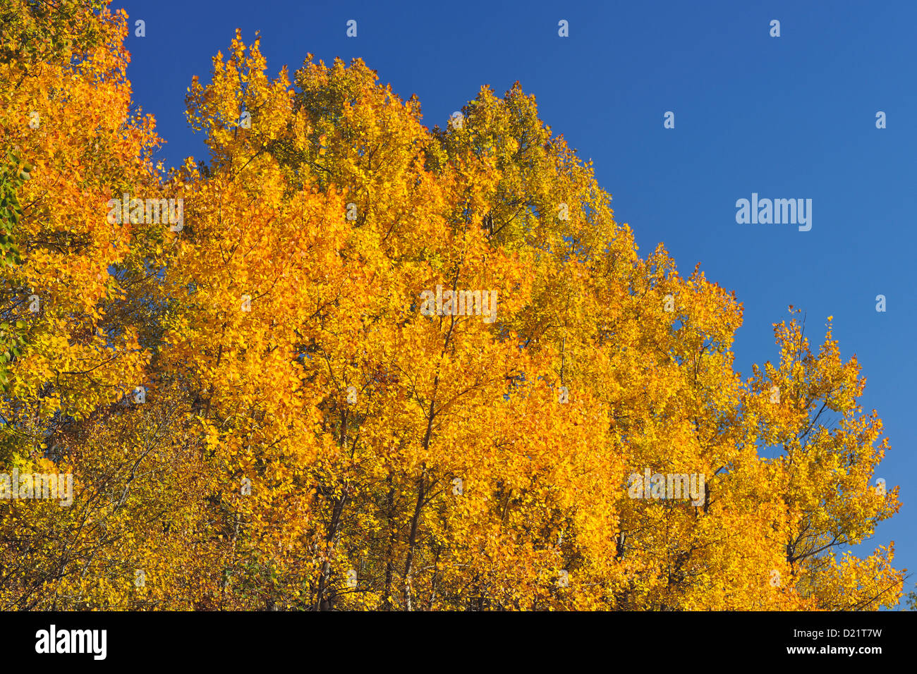 Tremore aspen (Populus tremuloides) Fogliame di autunno, maggiore Sudbury, Ontario, Canada Foto Stock