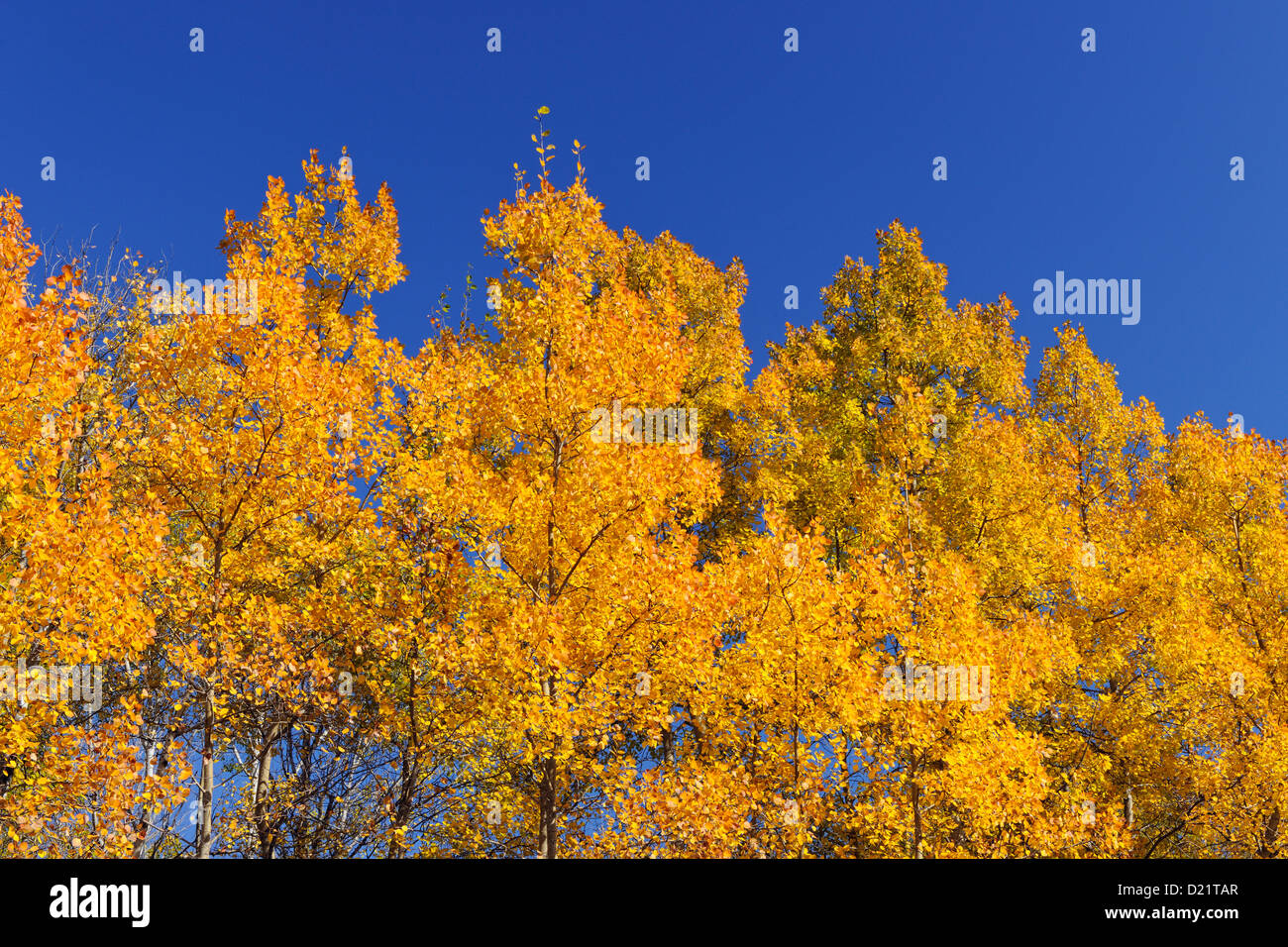 Tremore aspen (Populus tremuloides) Fogliame di autunno, maggiore Sudbury, Ontario, Canada Foto Stock