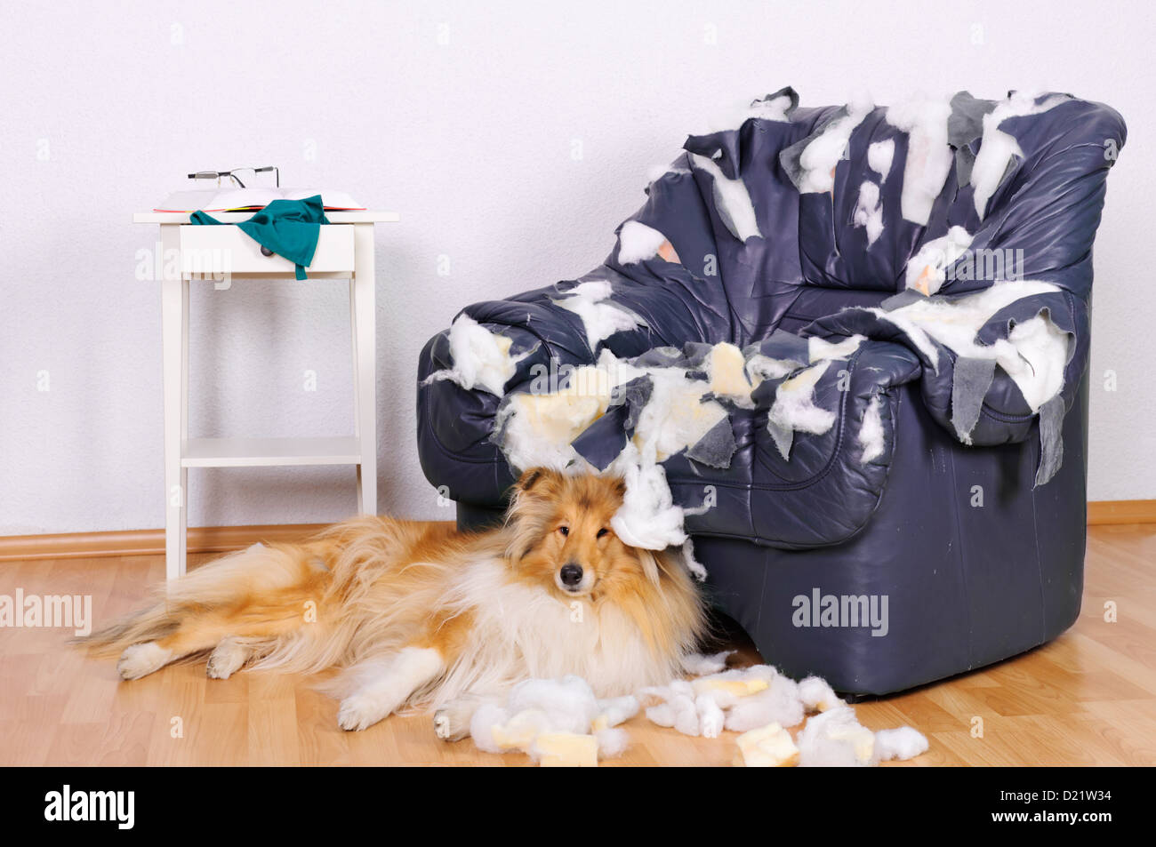 Cane mobili demolite sedia in pelle nel soggiorno in ambienti chiusi collie senza persone Foto Stock