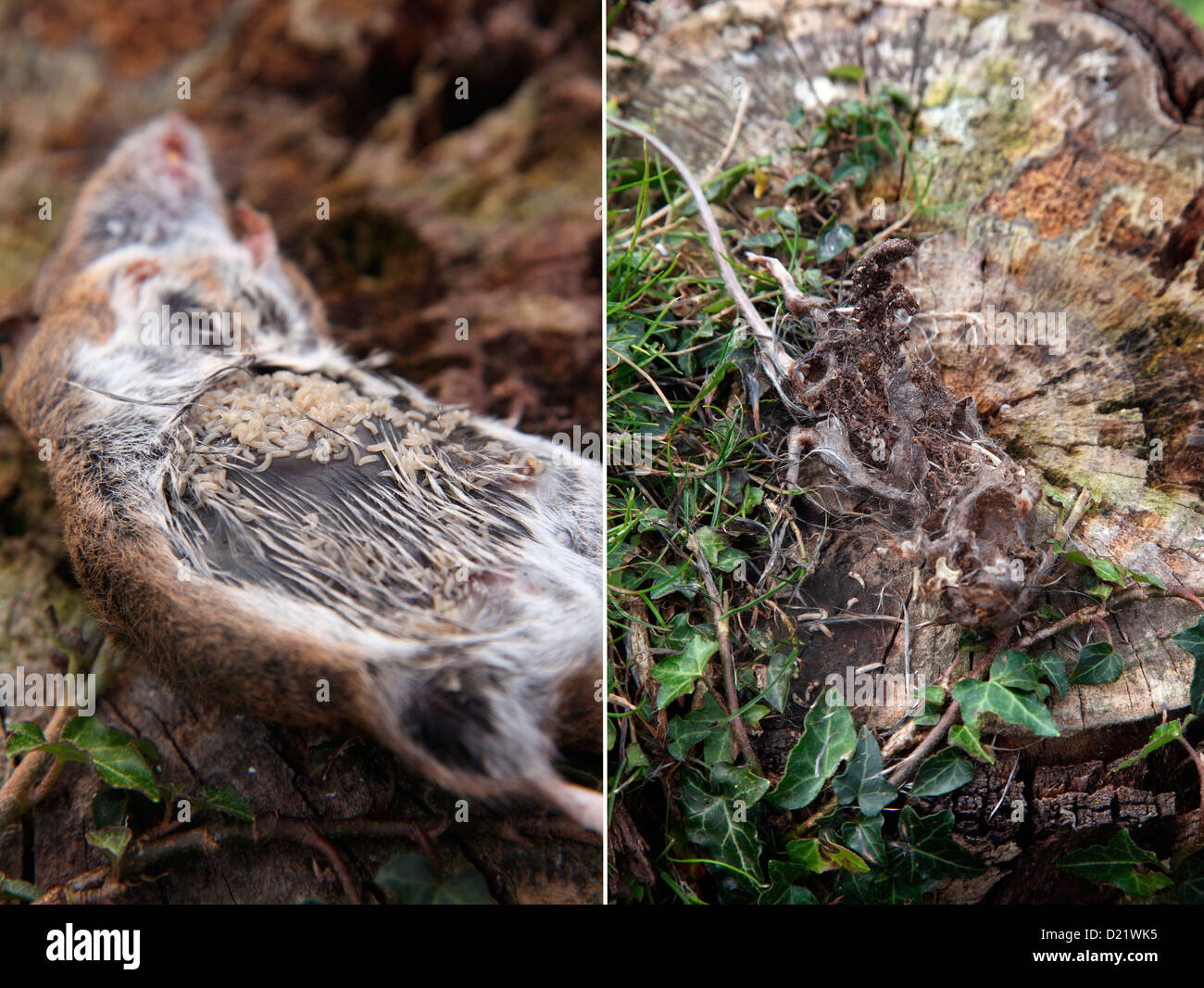 Legno cadavere del Mouse - Apodemus sylvaticus essendo consumato da mosca carnaria vermi Foto Stock