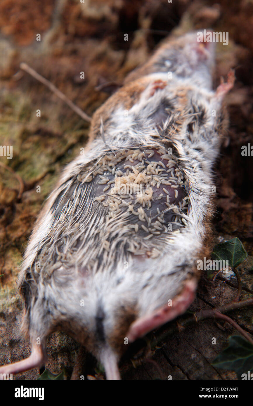 Legno cadavere del Mouse - Apodemus sylvaticus essendo consumato da mosca carnaria vermi Foto Stock