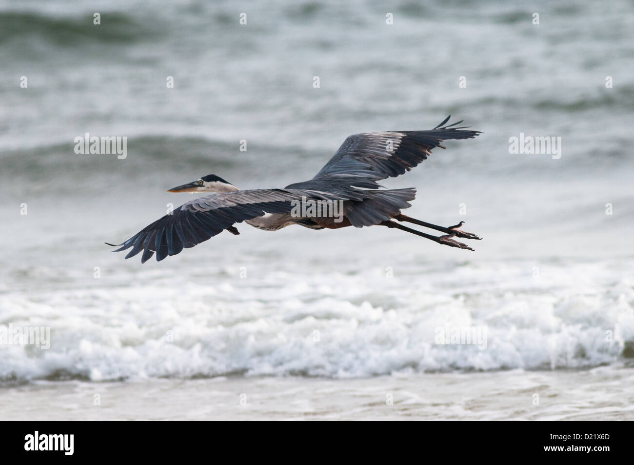 Airone blu (Ardea erodiade Foto Stock