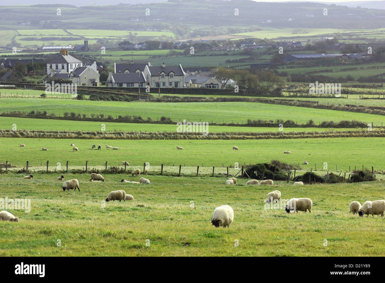Irlandese tipico paesaggio rurale: pecore, case tradizionali, praterie, foreste e colline. Foto Stock