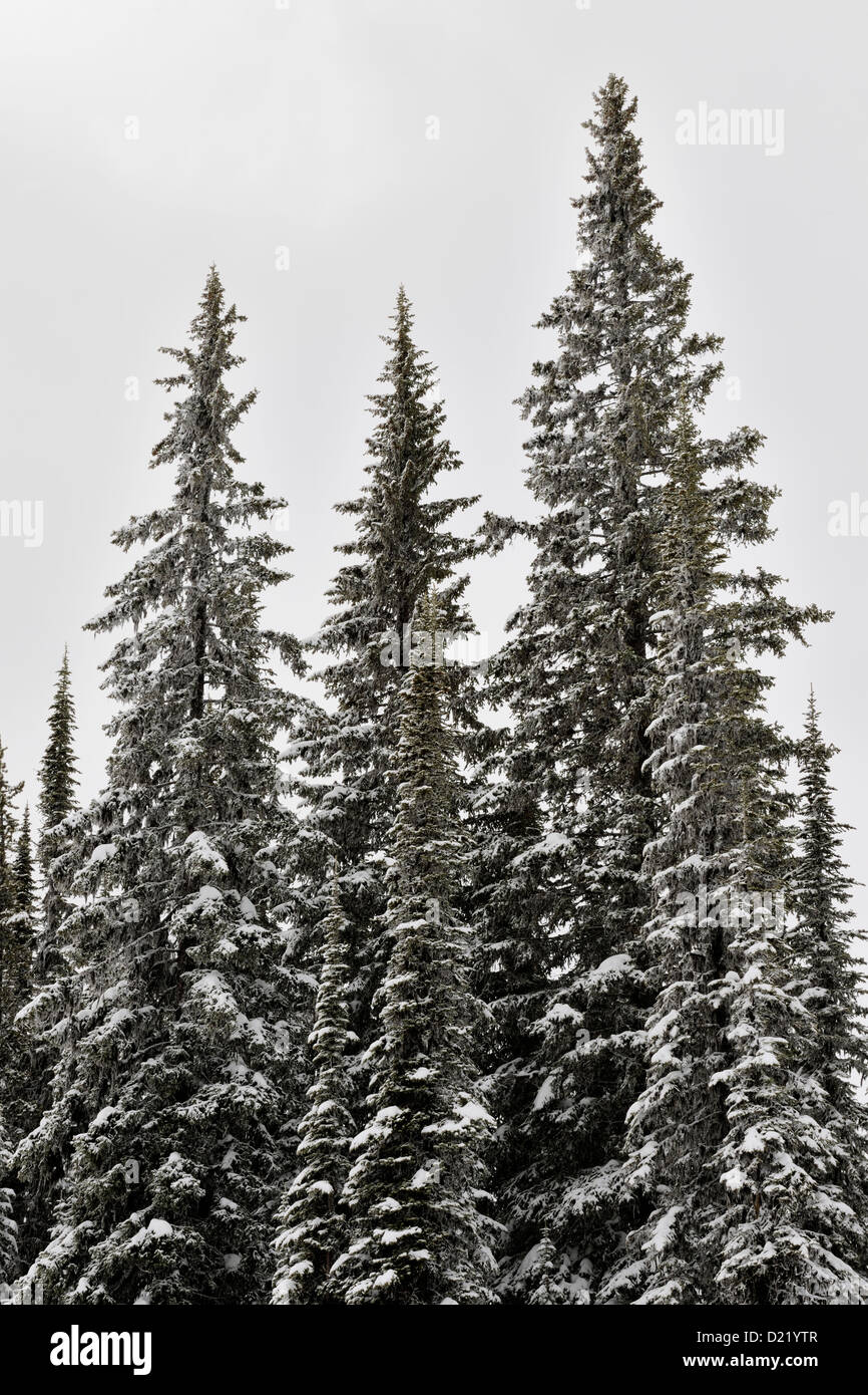 Lodgepole pine (Pinus contorta) Alberi e neve fresca a Silver Star ski resort, Vernon, BC, Canada Foto Stock