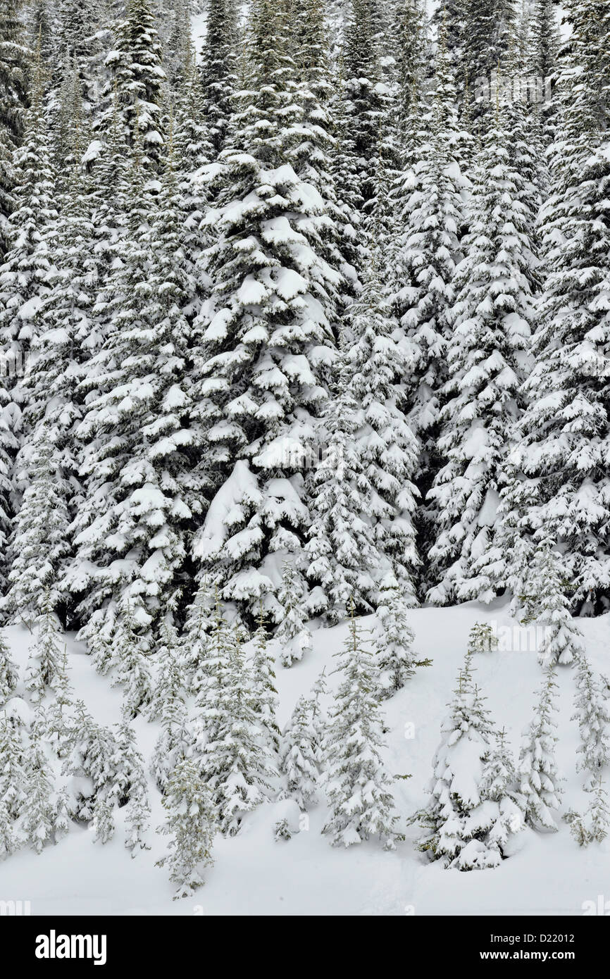 Lodgepole pine (Pinus contorta) foresta con neve fresca, Vernon, BC, Canada Foto Stock